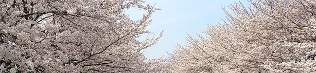 ちゎゎん姫ʕ•ᴥ•ʔ's header image
