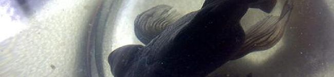 musagoro's header image