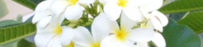 hanamamy's header image