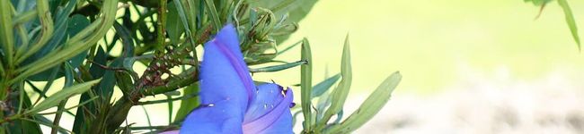 ocainori's header image