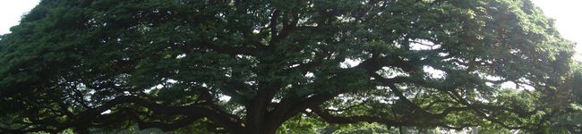 misayo334's header image