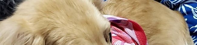 白龍松潤担's header image
