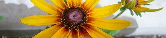 oninin's header image