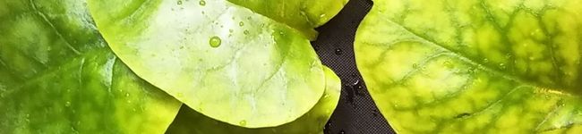 クックyouji's header image