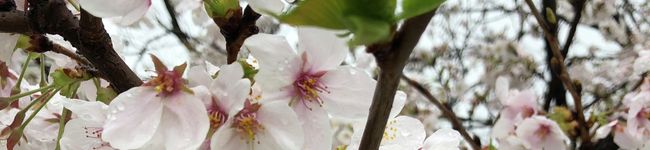 04spring's header image