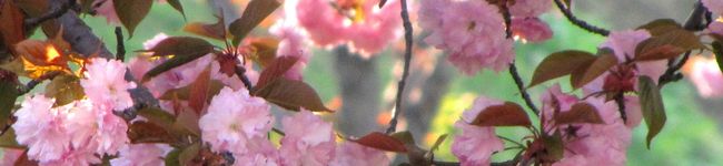 ＊オレオ＊'s header image