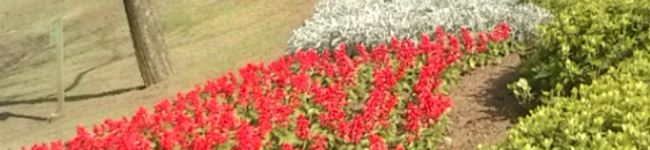 chiijyou's header image