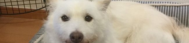 舌霧すずめ's header image