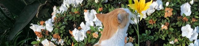 ♡ハムスター＆柴犬♪'s header image