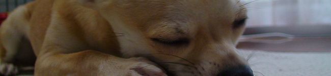 ずんだ大福's header image