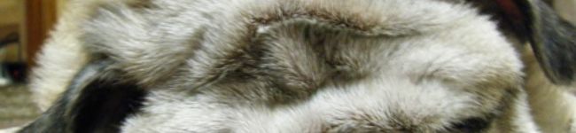 こう茶's header image