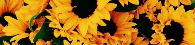 anns's header image