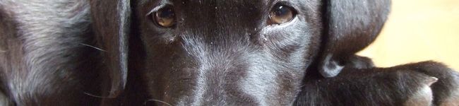 JoJoRecipe's header image