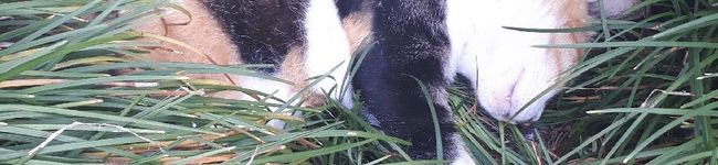 ねこ原ねこ's header image