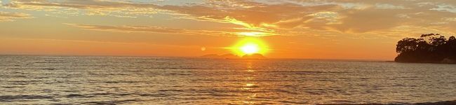 Moggieneko's header image