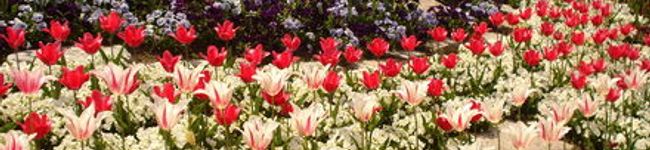 aileen♪'s header image