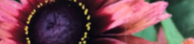 智恵♡賢♡瞬♡美莉愛's header image