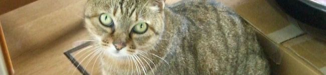 SEKOTAN's header image
