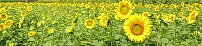 フラウン's header image
