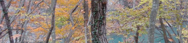 ivy440's header image