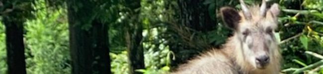 りんたろうちゃん's header image