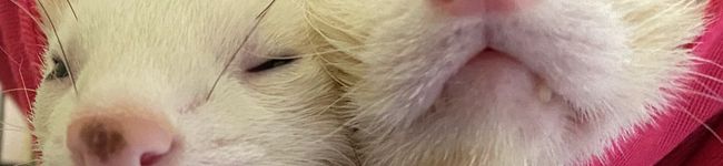 fronfiely's header image