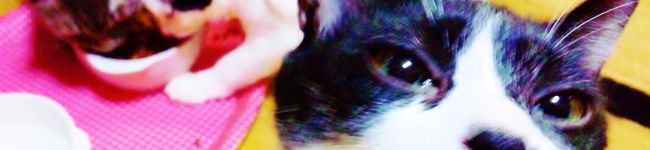 α's header image