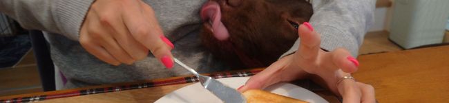 KitchenDog's header image