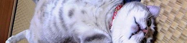 hanachuu's header image