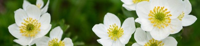 hana_sola's header image