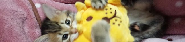 HIMЁ's header image