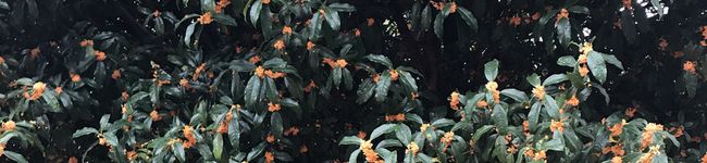 melcatra's header image
