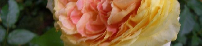 豆一番's header image