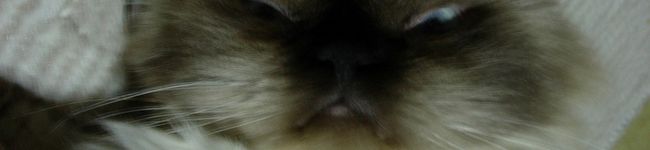 ちびももゆーみん's header image