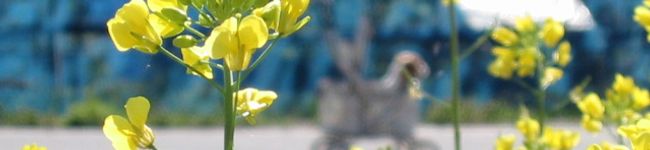 プチぼぬーる's header image