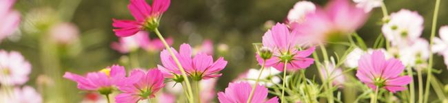 ymwt's header image