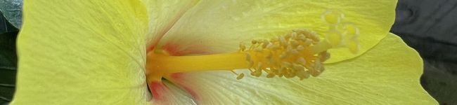HONEY358's header image