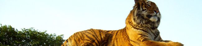 satopiy's header image