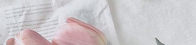 sdyn's header image