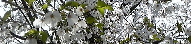 cherry姫's header image