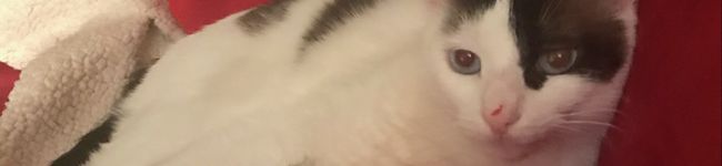 けいけいりー's header image