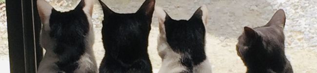 huagu's header image