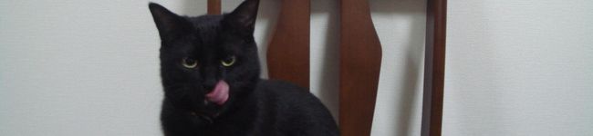 ねこせんせい's header image