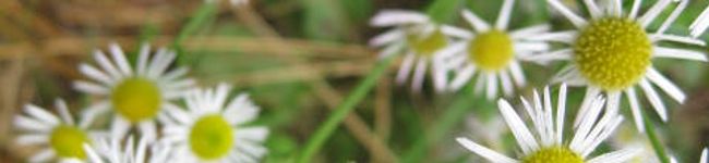 meda0's header image