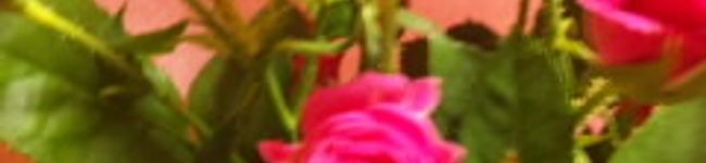 さいもてぃ's header image