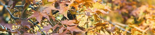 Gizcook's header image