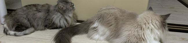 ねこゴリラ's header image