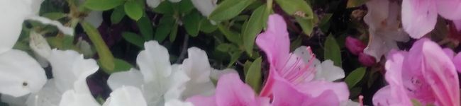 mamamry's header image