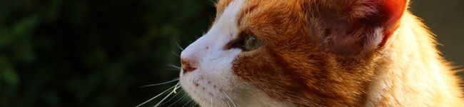 erinngorou's header image