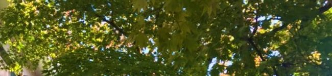 ピコピコキッチン's header image